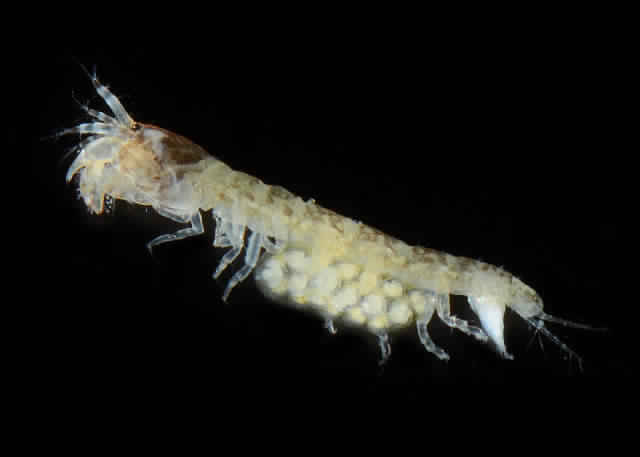 Представитель Семейства Tanaidae